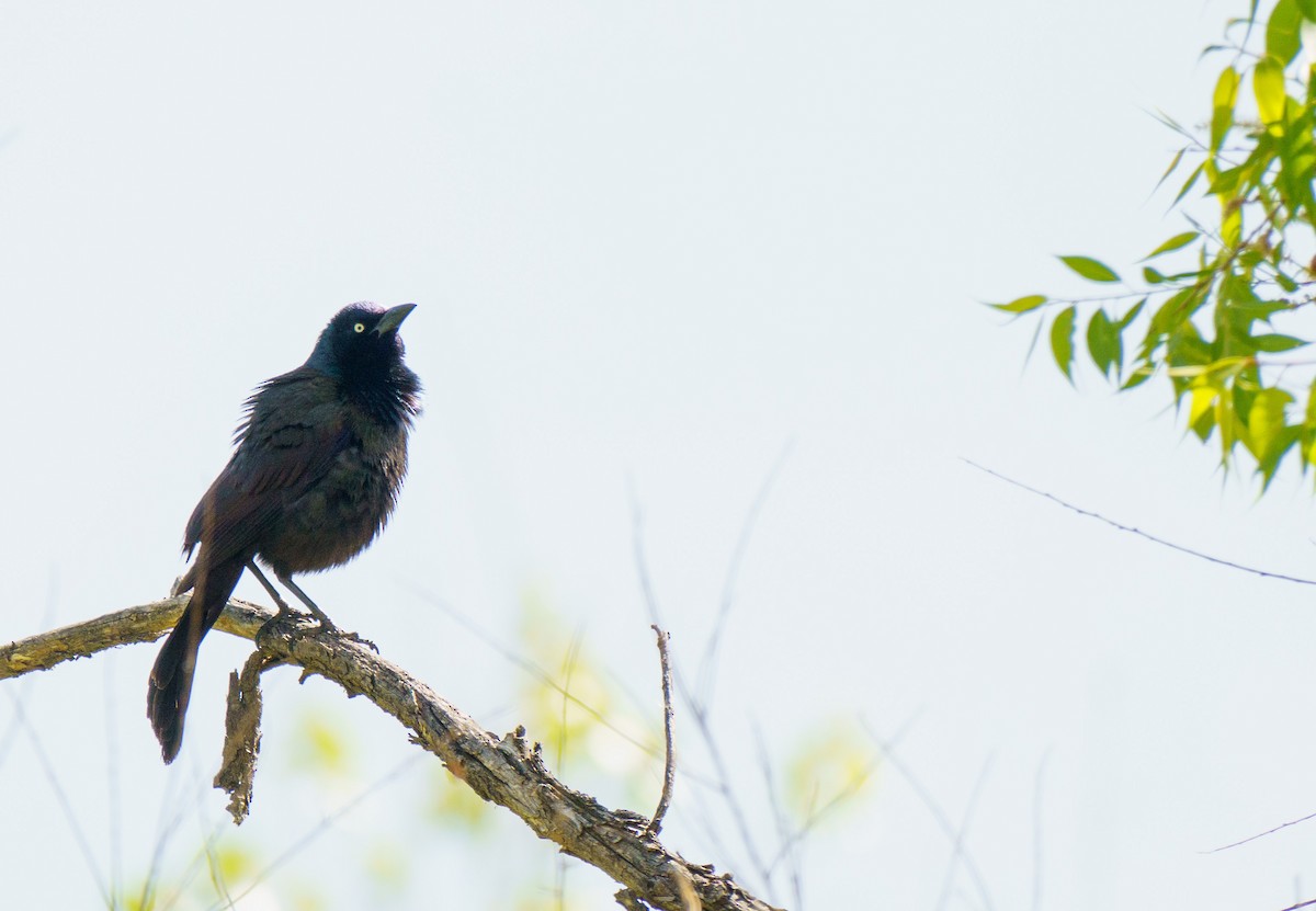 Common Grackle - ML636902334