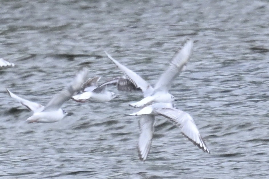 Bonaparte's Gull - ML636902336