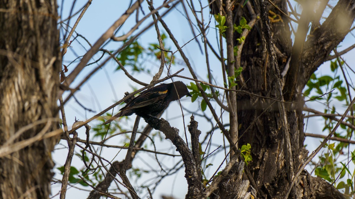 Red-winged Blackbird - ML636902344