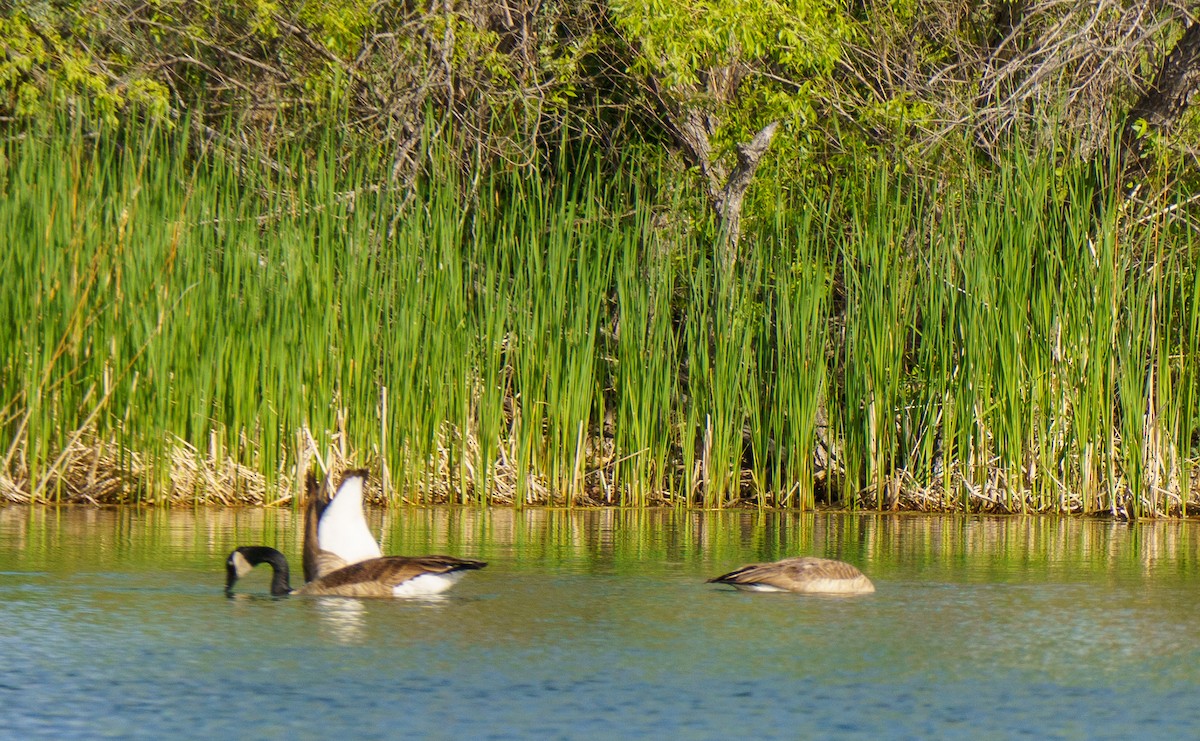 Canada Goose - ML636902380
