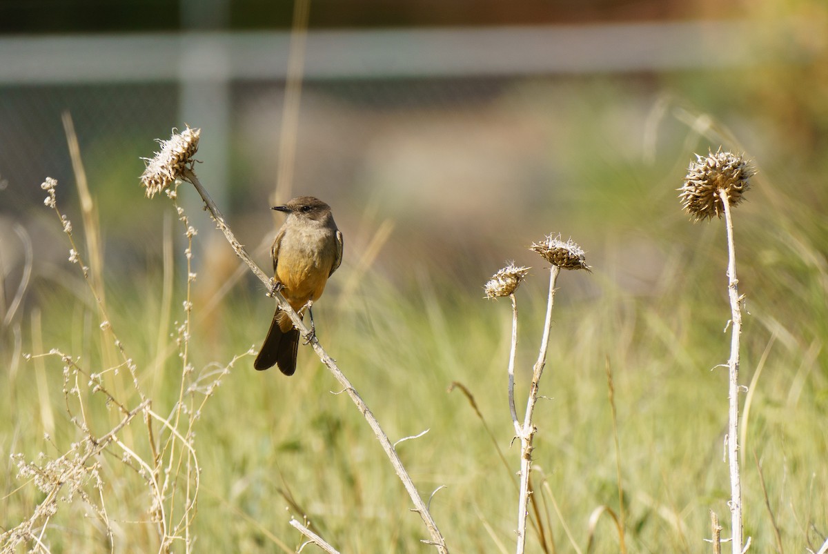 Say's Phoebe - ML636902409