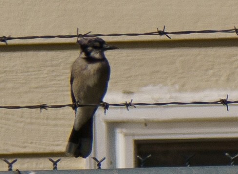 Blue Jay - ML636902423