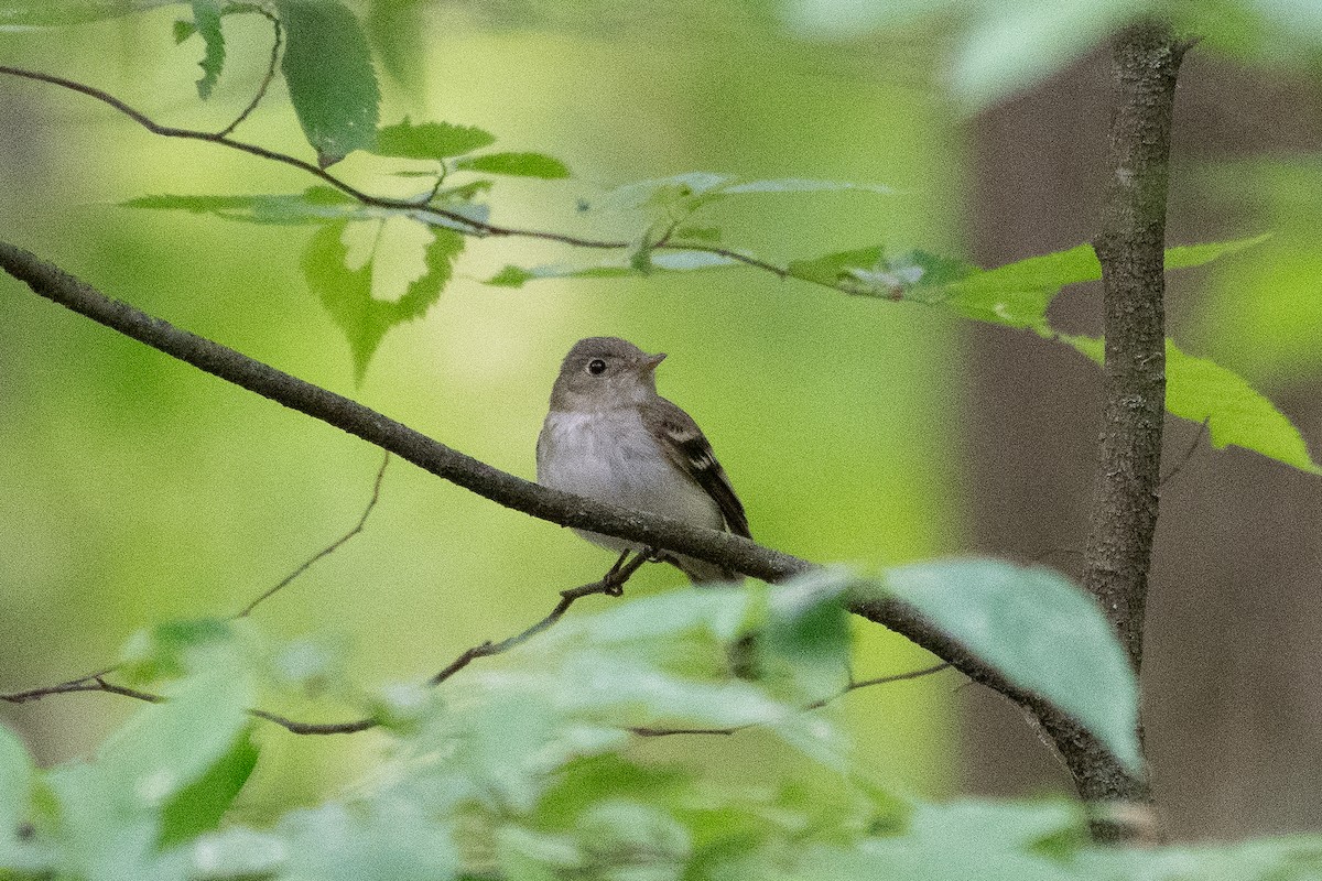 Acadian Flycatcher - ML636902433