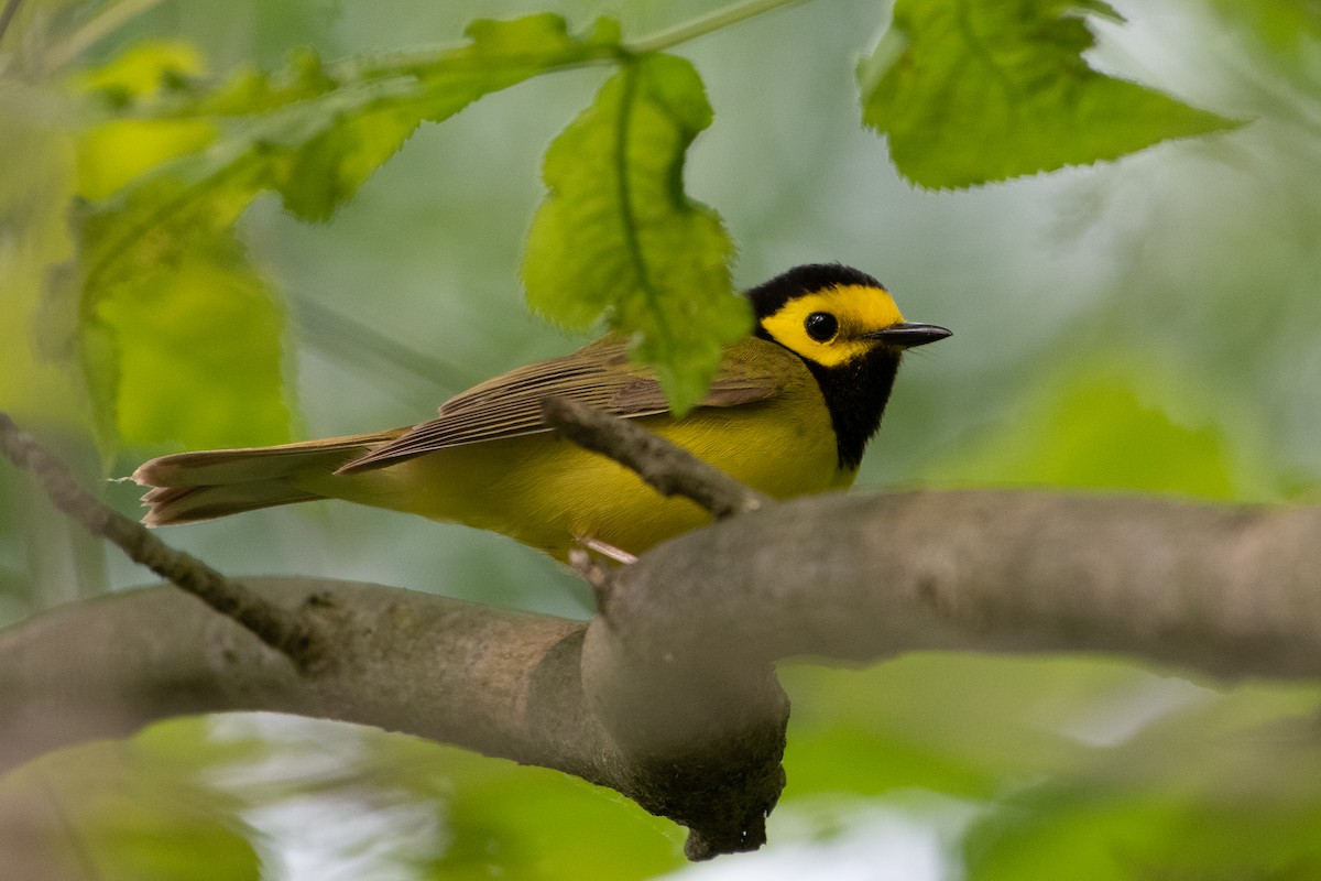 Hooded Warbler - ML636902442