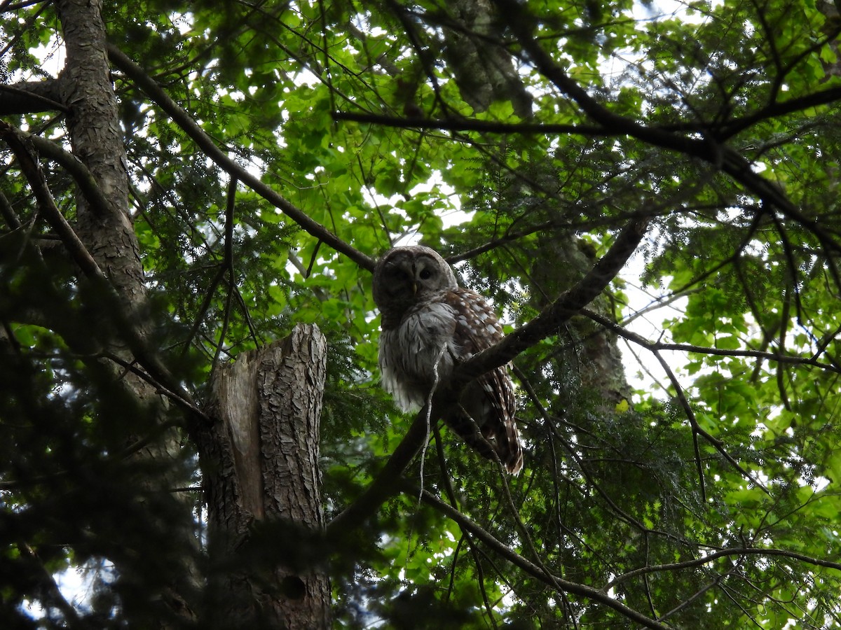 Barred Owl - ML636902451
