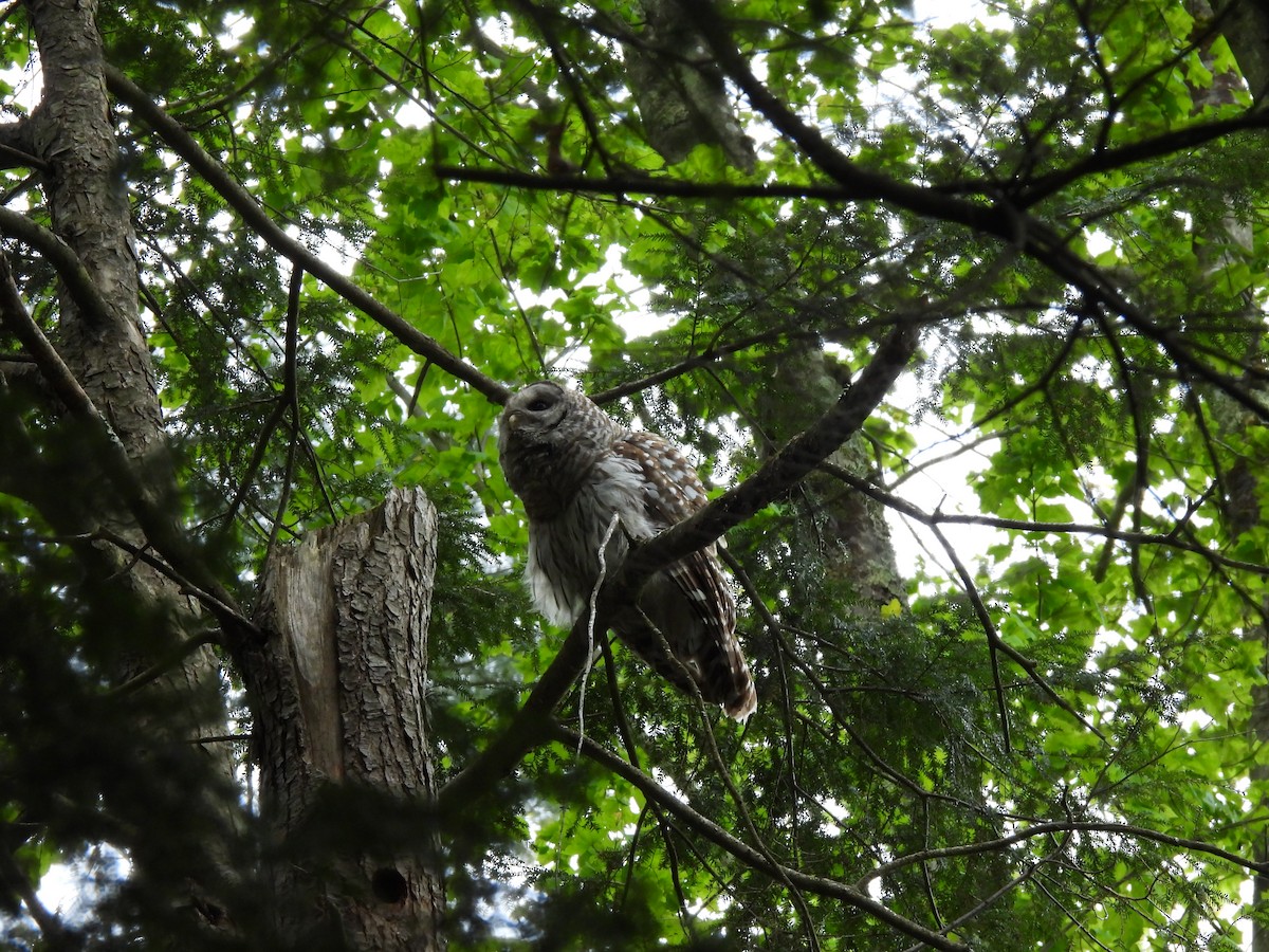 Barred Owl - ML636902453
