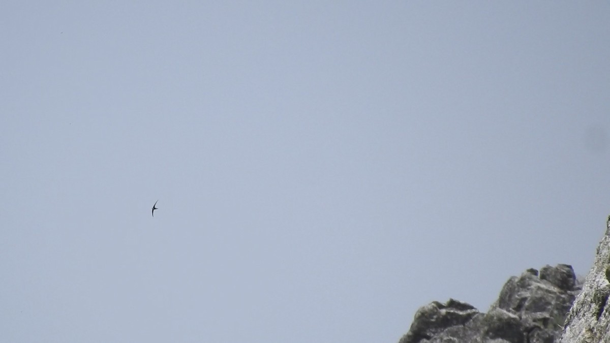 White-rumped Swift - ML636902457