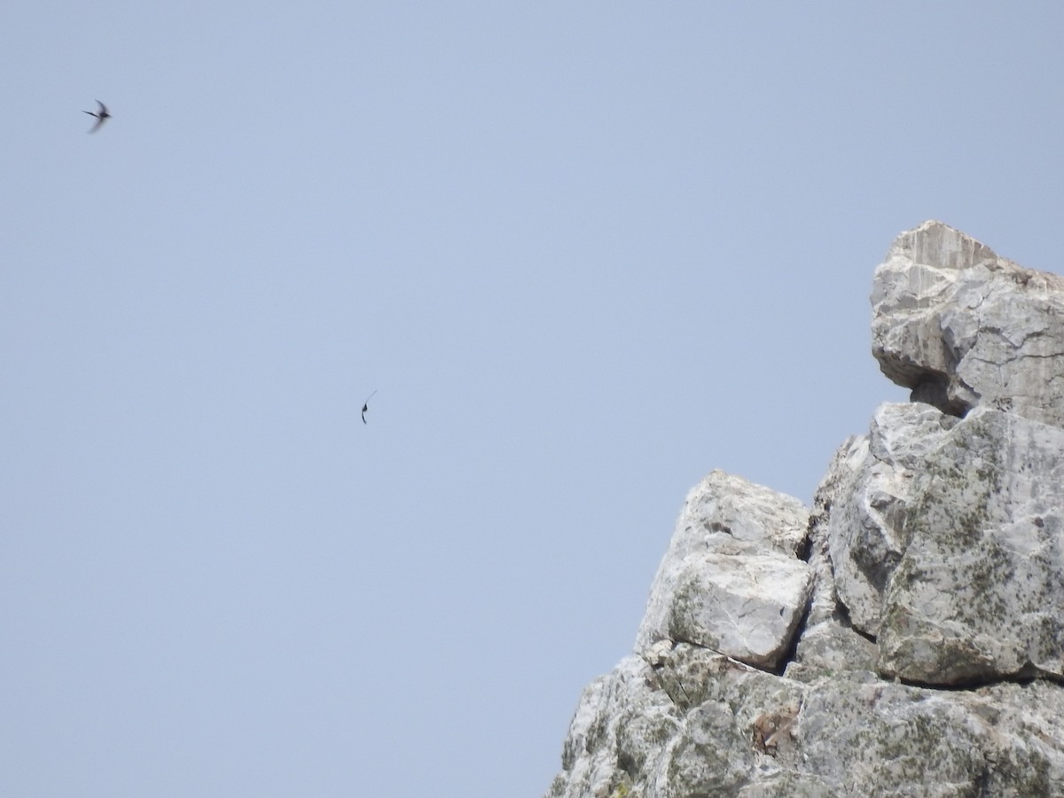 White-rumped Swift - ML636902458