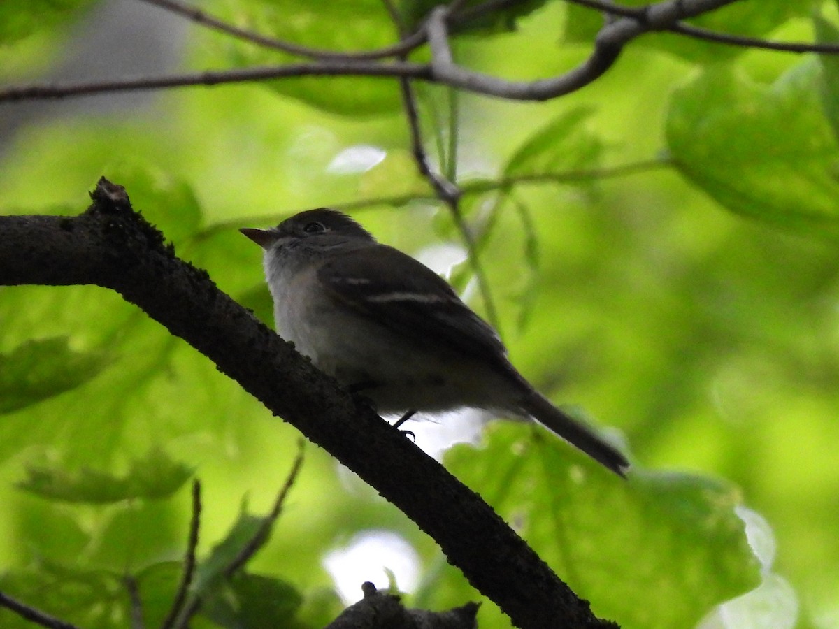 Least Flycatcher - ML636902463