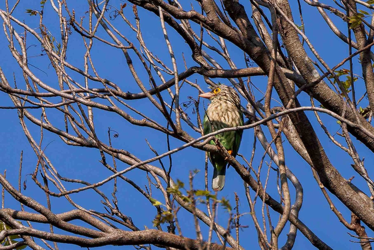 Lineated Barbet - ML636902466