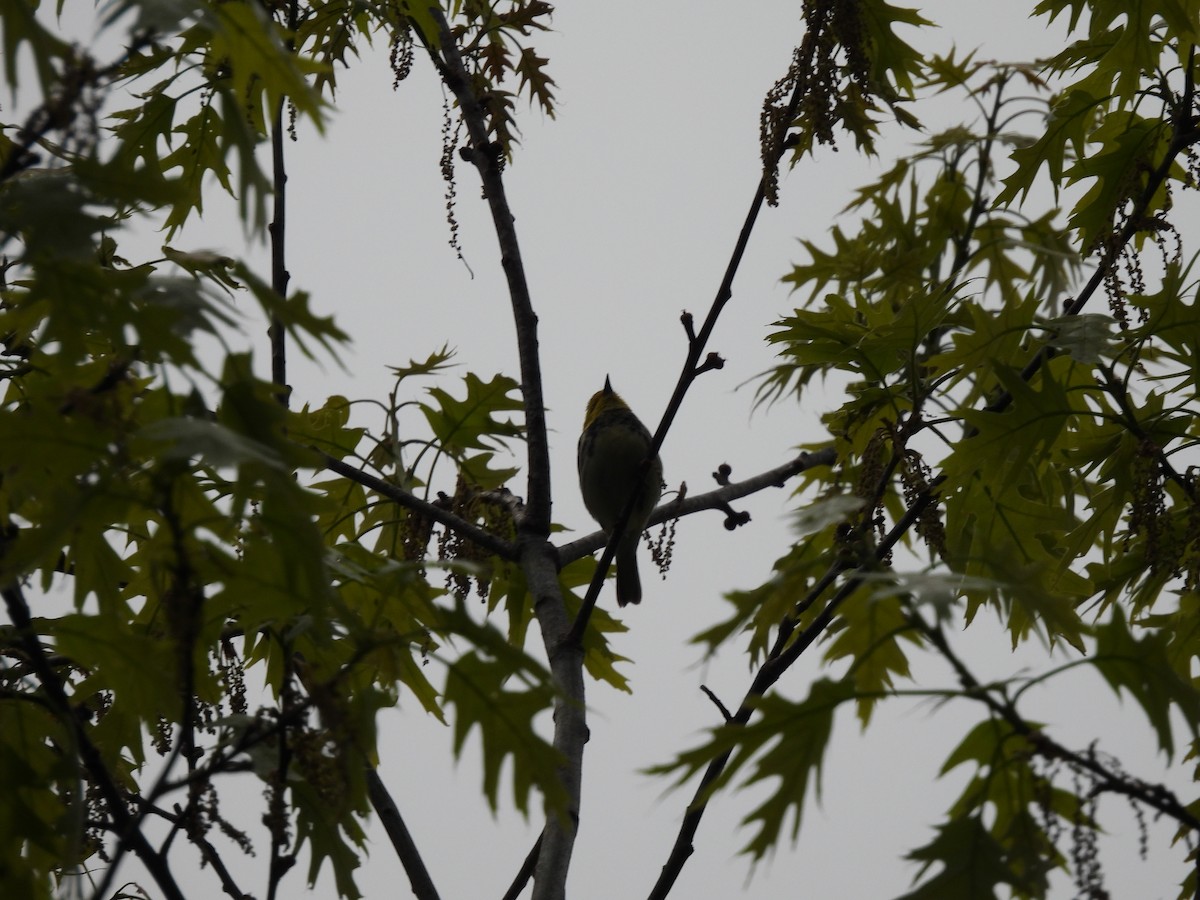 Black-throated Green Warbler - ML636902481