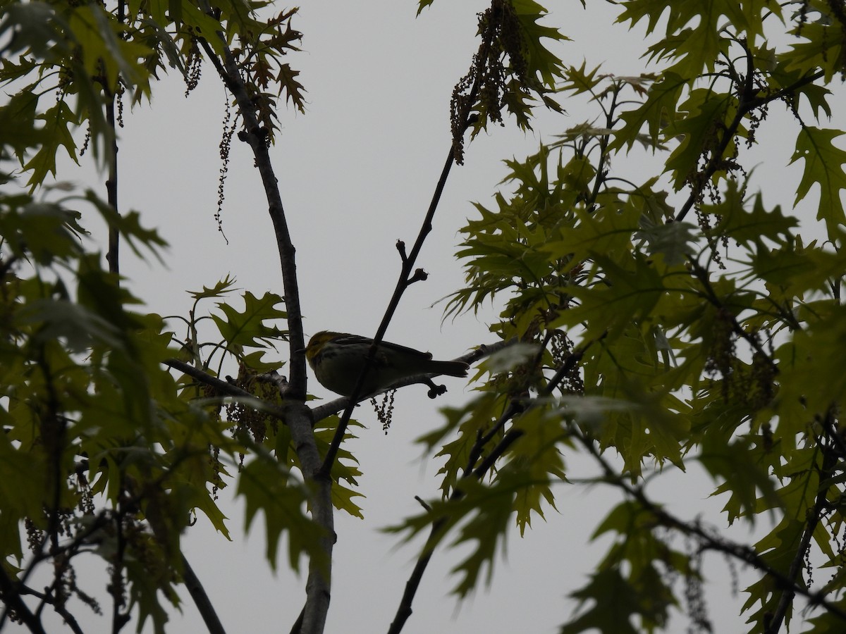 Black-throated Green Warbler - ML636902483