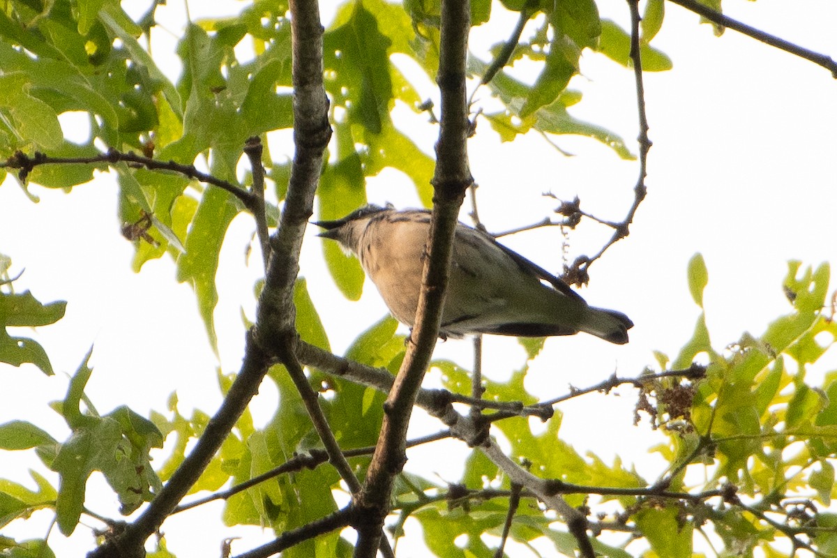 Cerulean Warbler - ML636902493