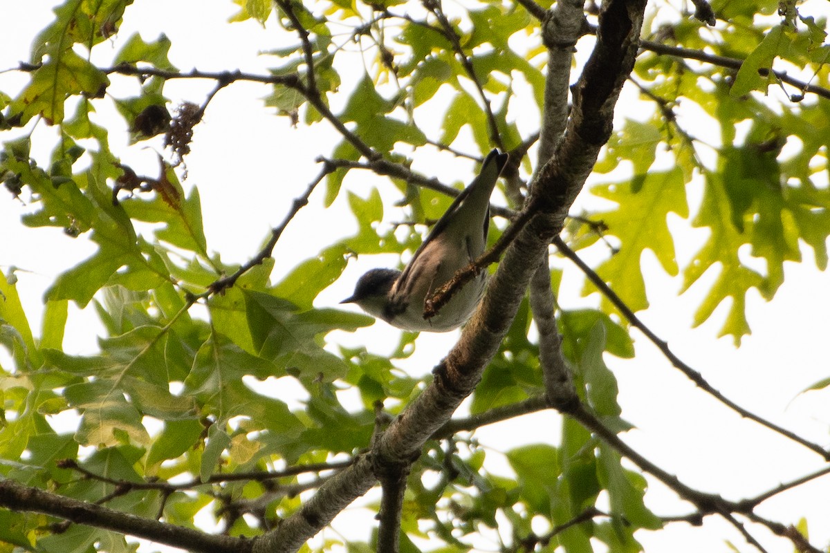 Cerulean Warbler - ML636902494