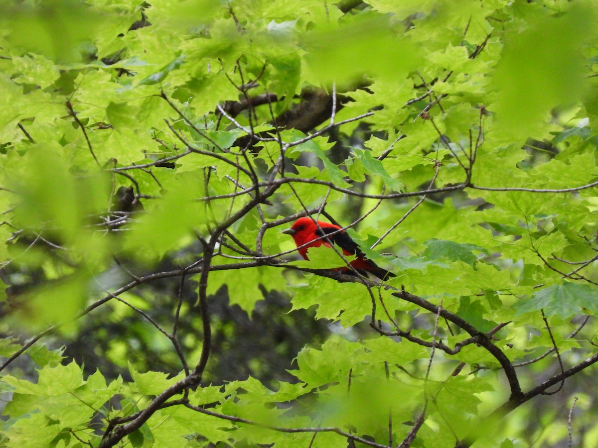 Scarlet Tanager - ML636902499