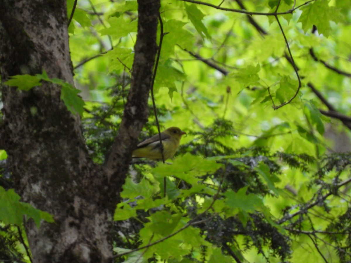 Scarlet Tanager - ML636902501
