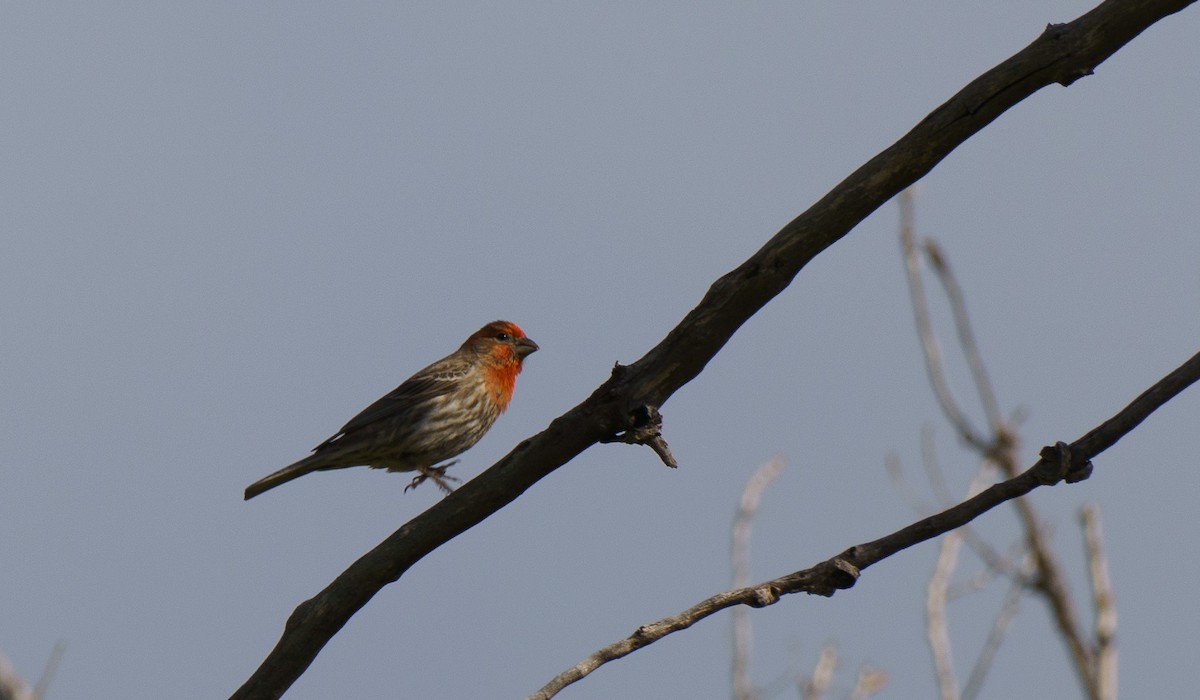 House Finch - ML636902507