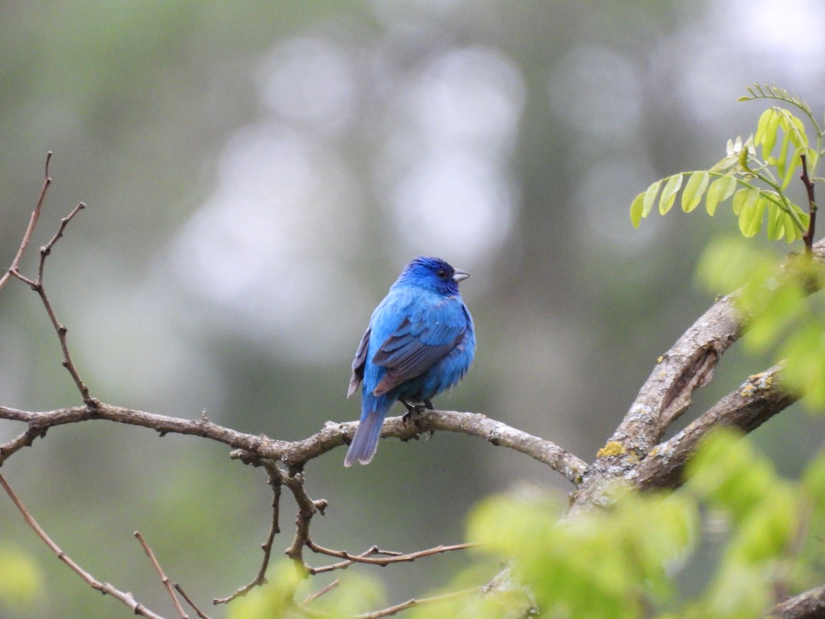 Indigo Bunting - ML636902525