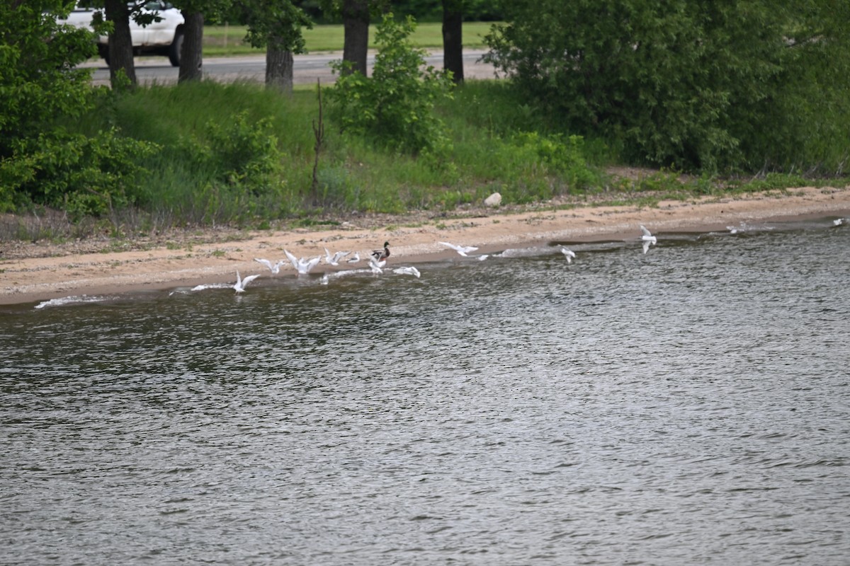 Bonaparte's Gull - ML636902527