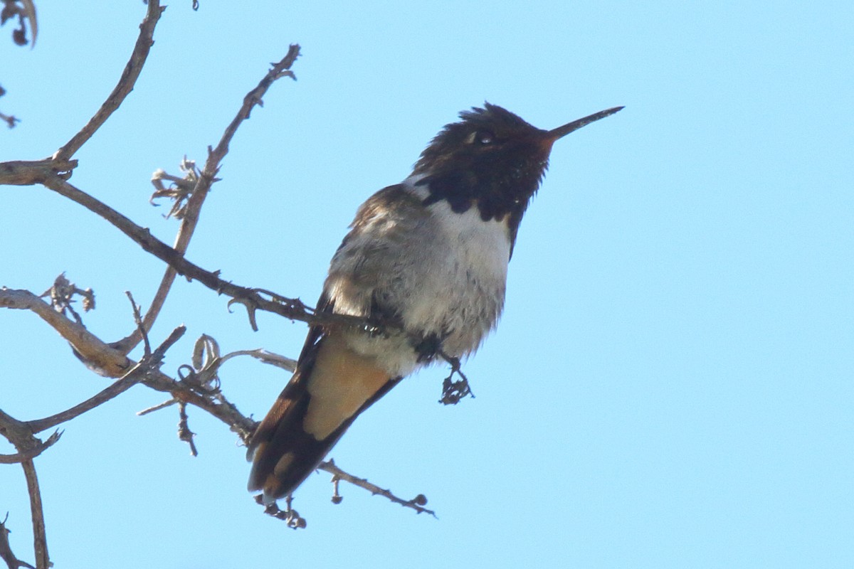 Volcano Hummingbird - ML636902580
