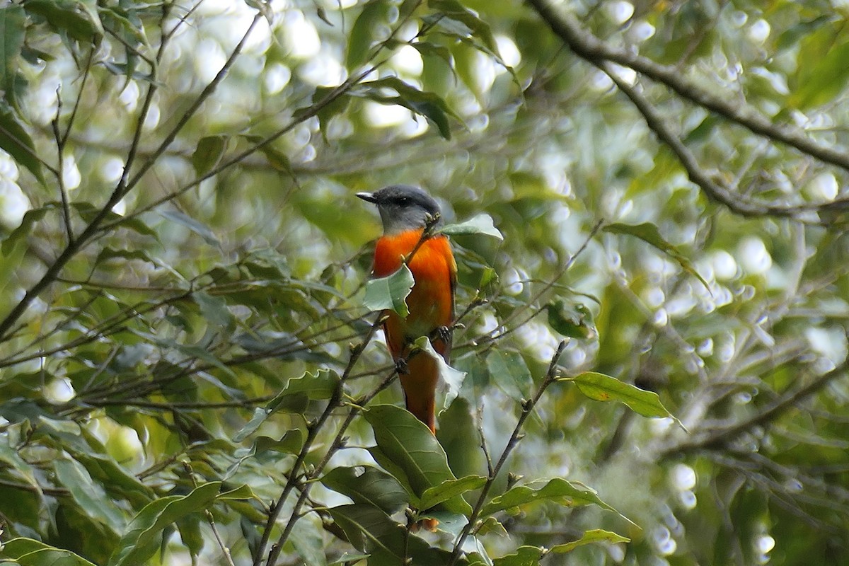 Minivet Gorjigrís - ML636902651