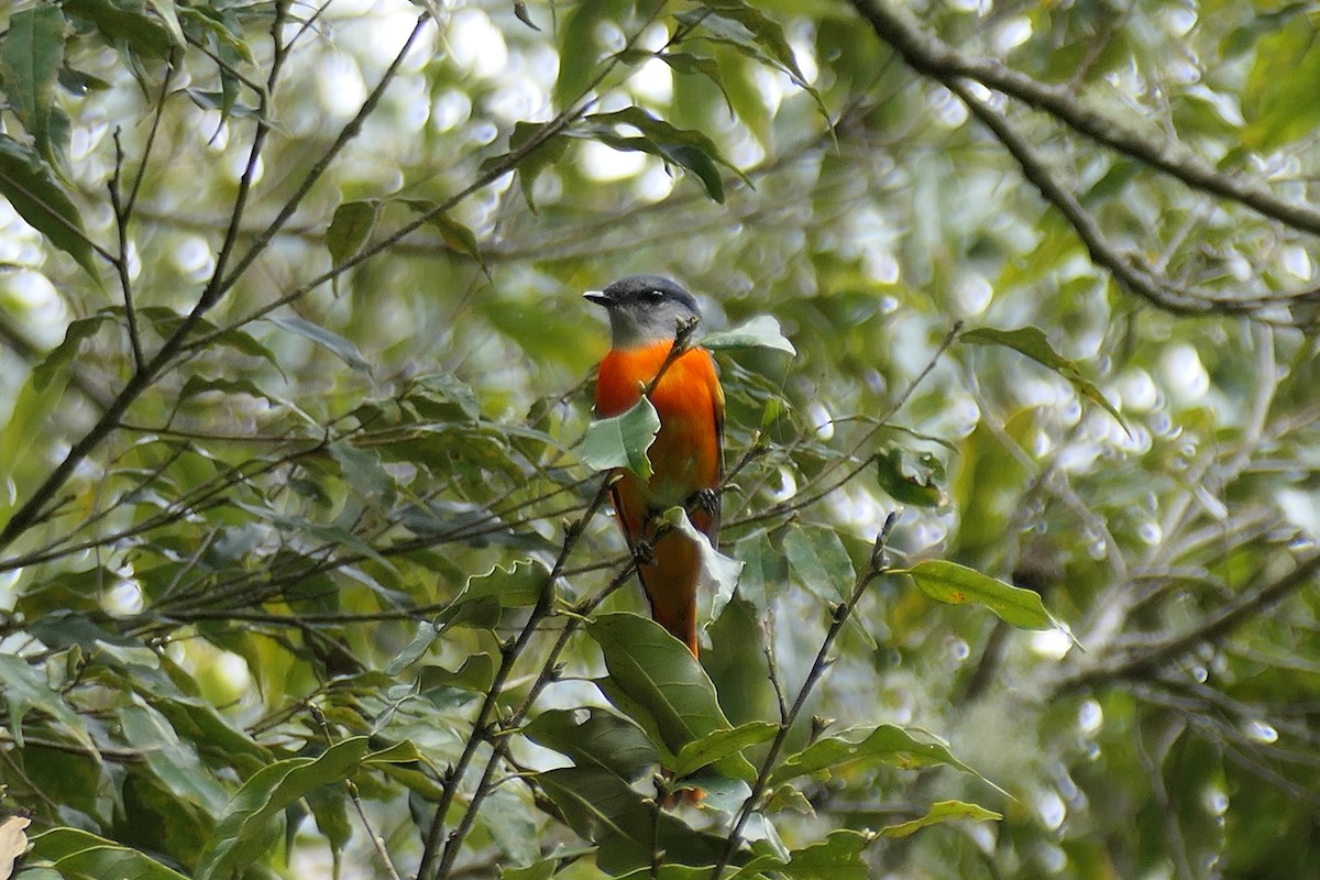 Minivet Gorjigrís - ML636902652