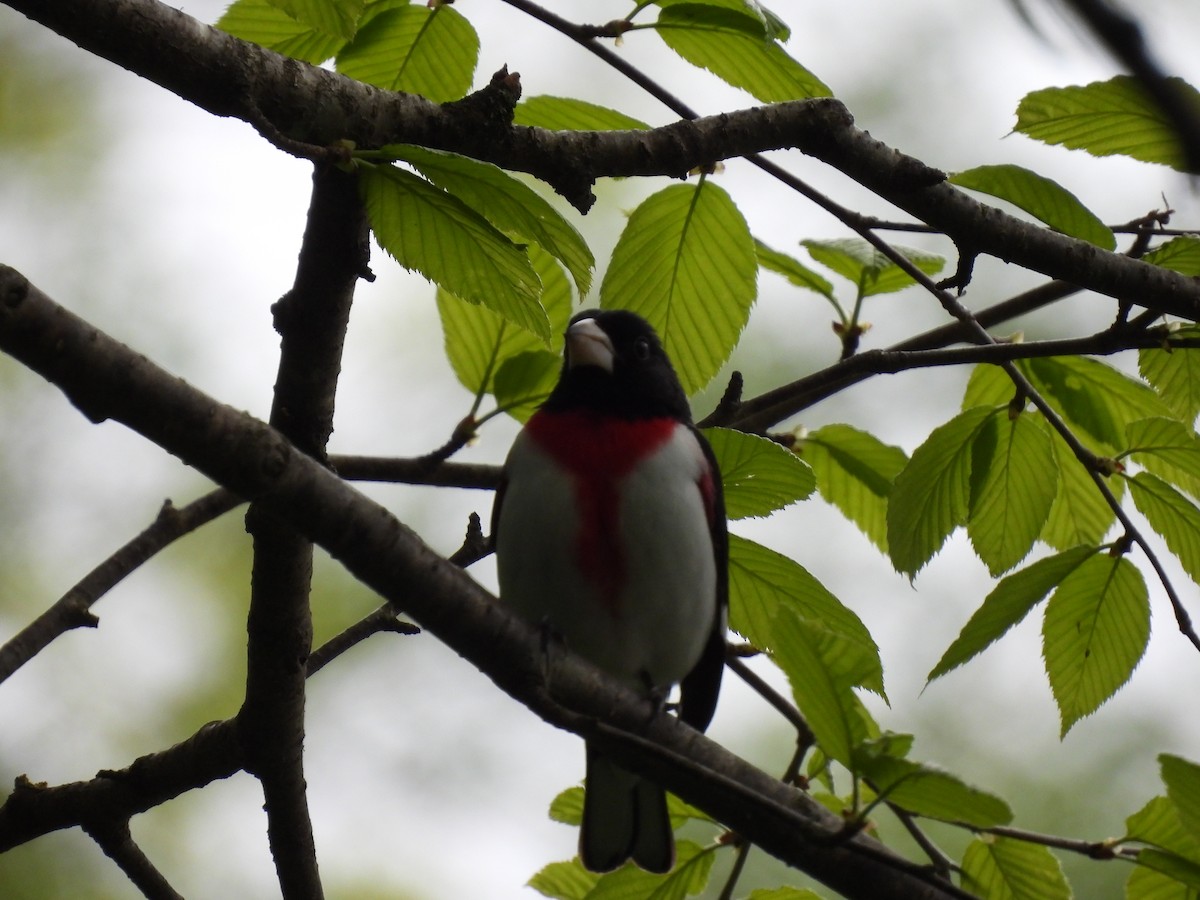 Rose-breasted Grosbeak - ML636902681