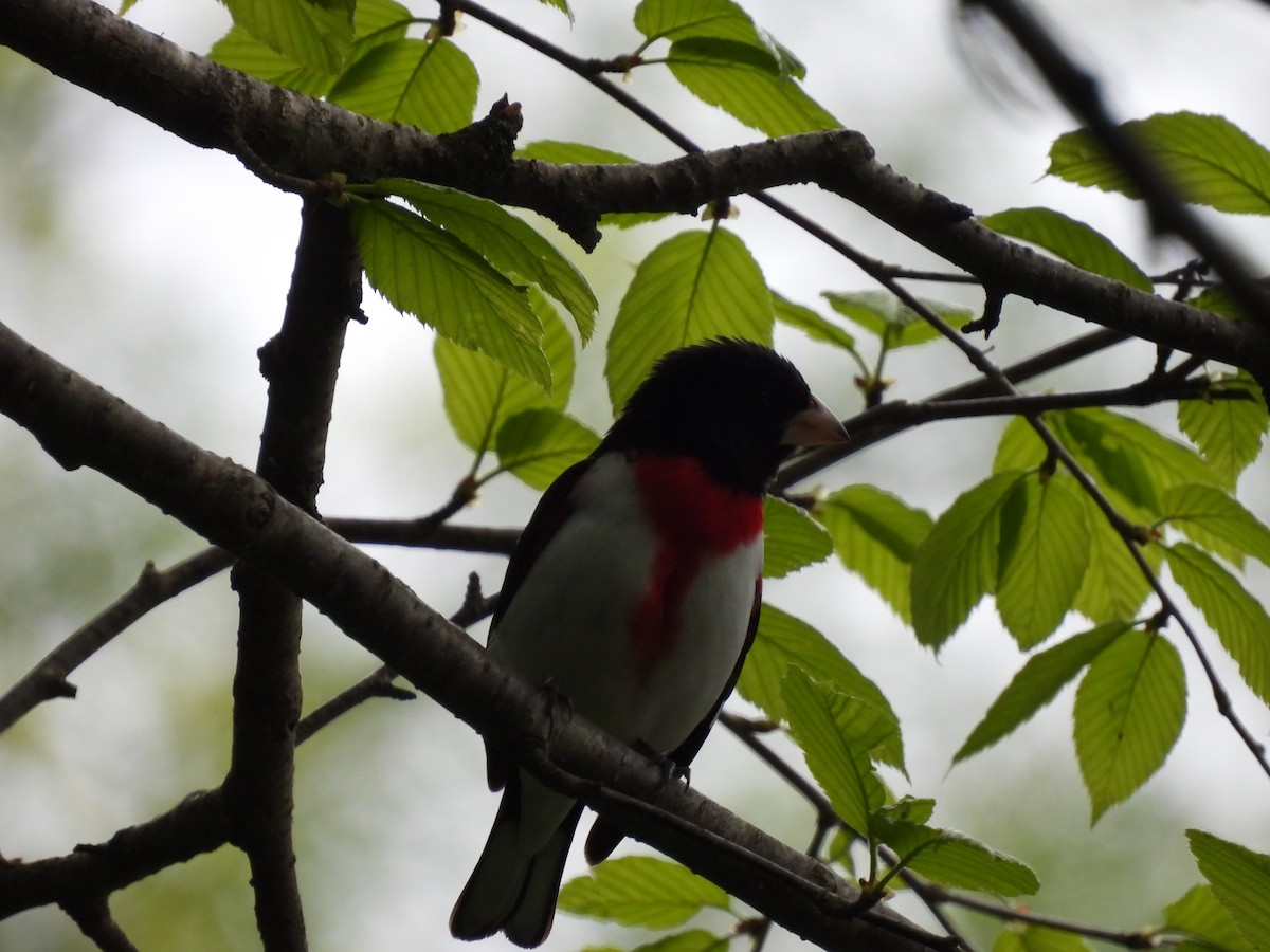 Rose-breasted Grosbeak - ML636902683