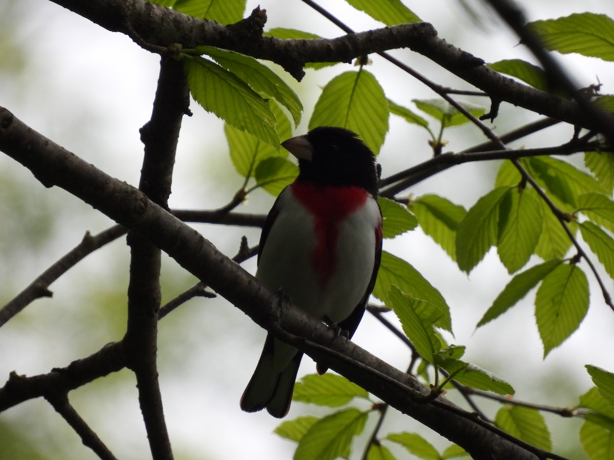 Rose-breasted Grosbeak - ML636902684