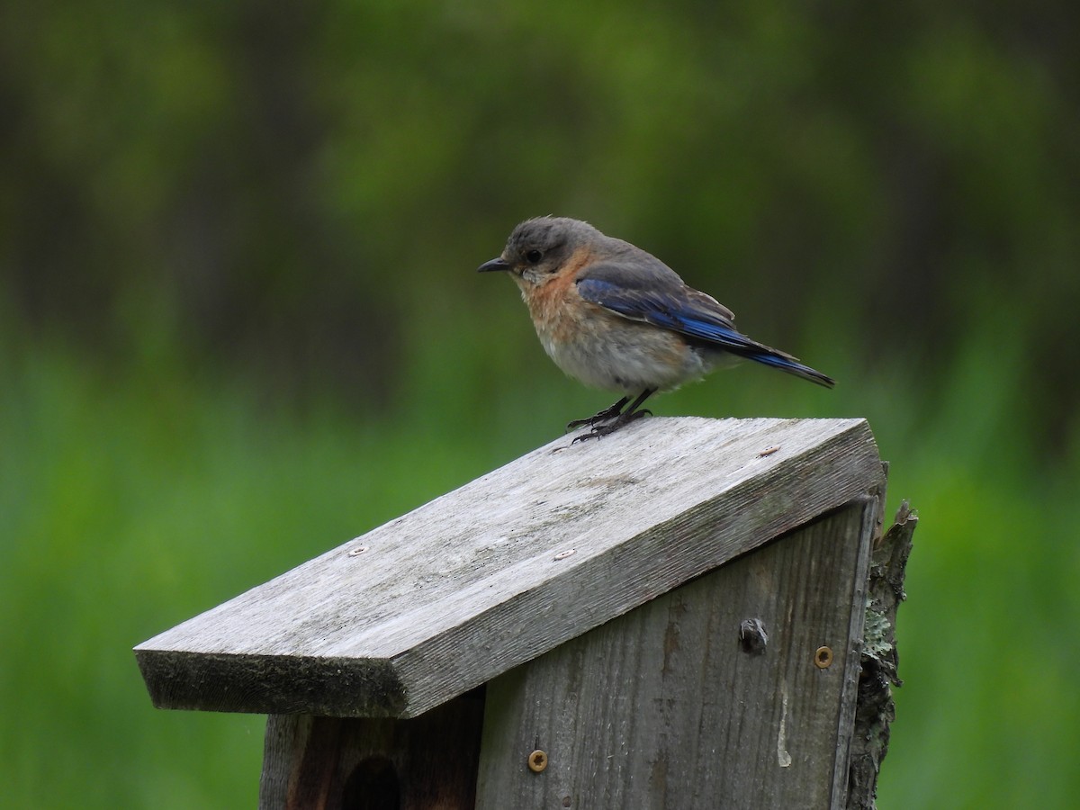 Eastern Bluebird - ML636902809