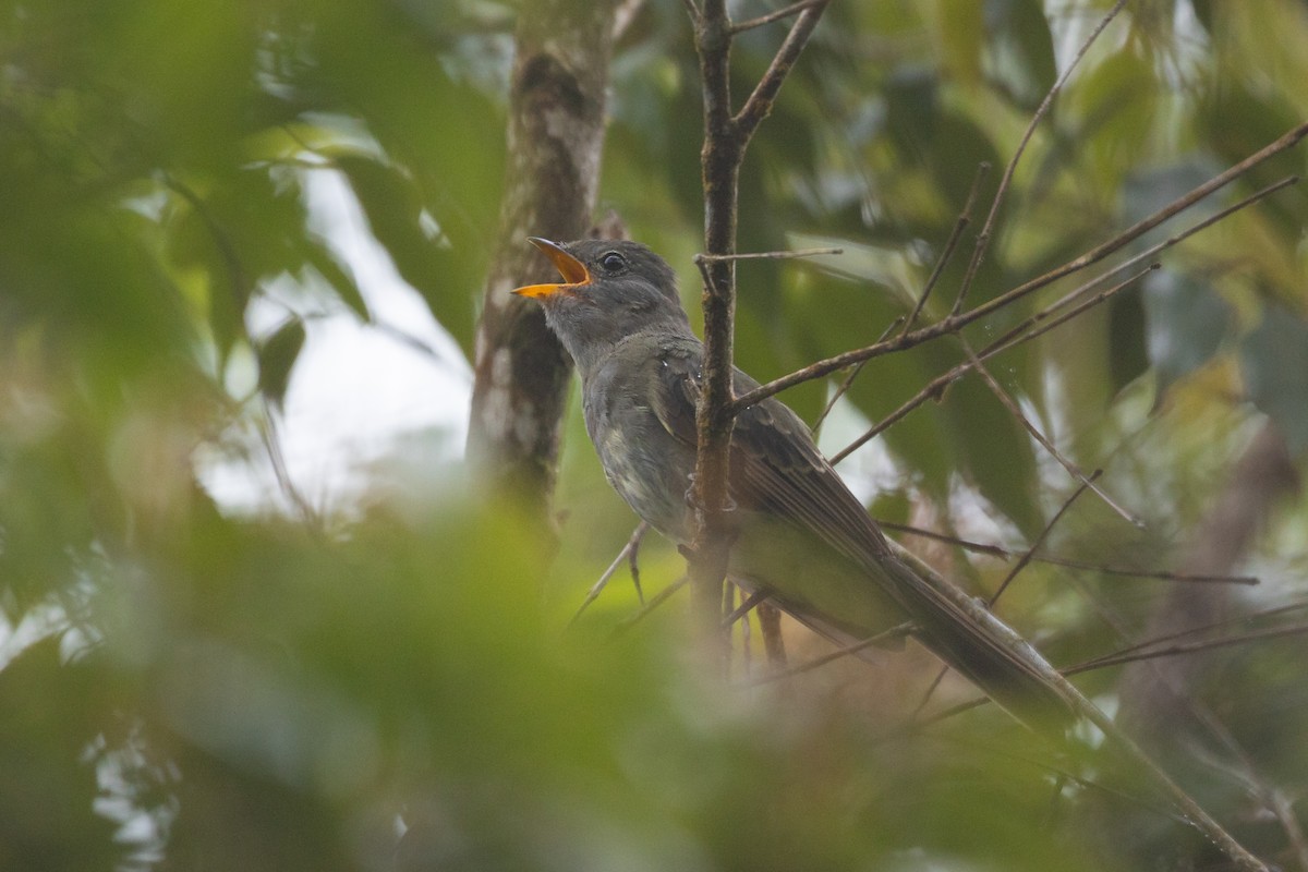 Slaty Elaenia - ML636902858