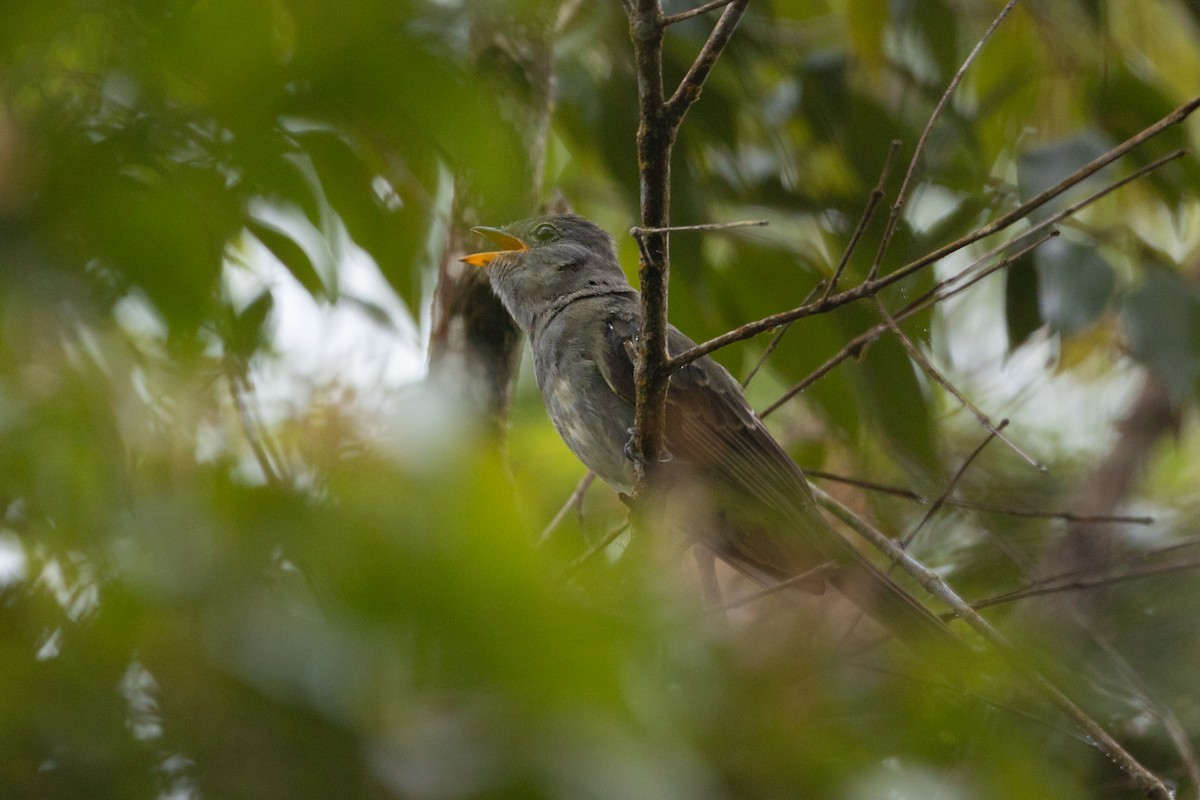 Slaty Elaenia - ML636902860