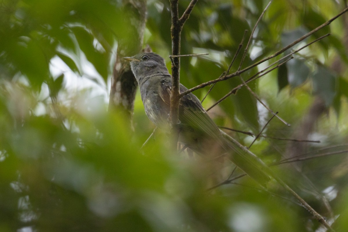 Slaty Elaenia - ML636902861