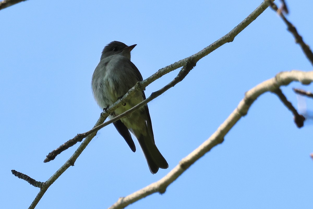 Western Wood-Pewee - ML636902869