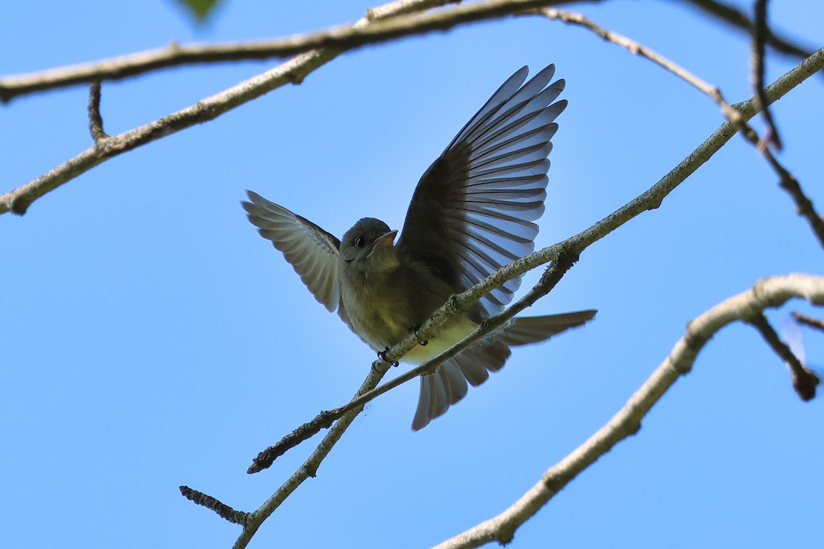 Western Wood-Pewee - ML636902874