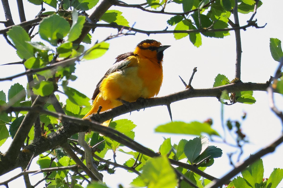 Bullock's Oriole - ML636902884