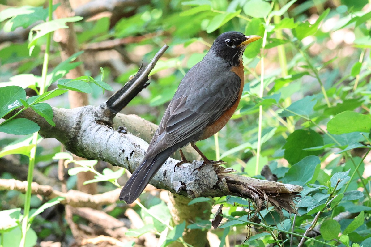 American Robin - ML636902905