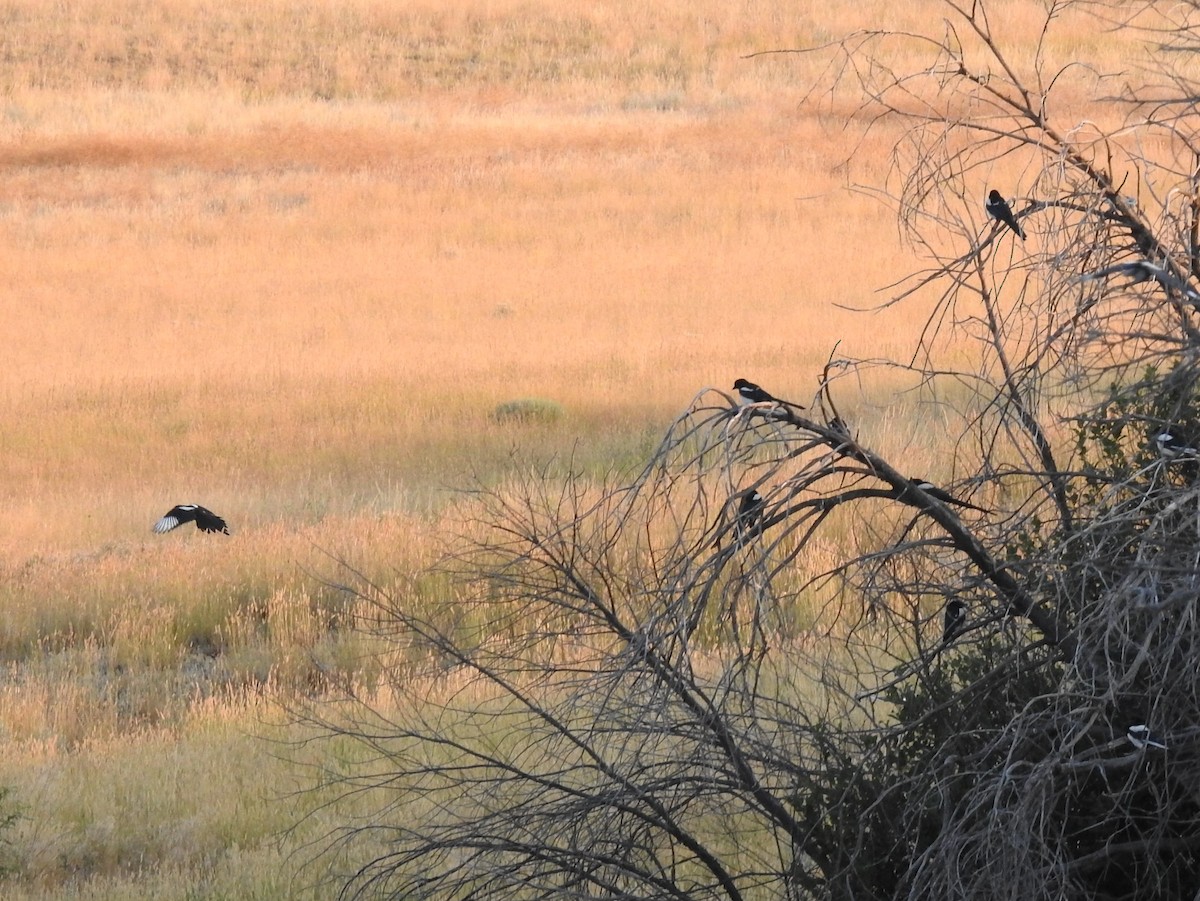 Black-billed Magpie - ML63690291