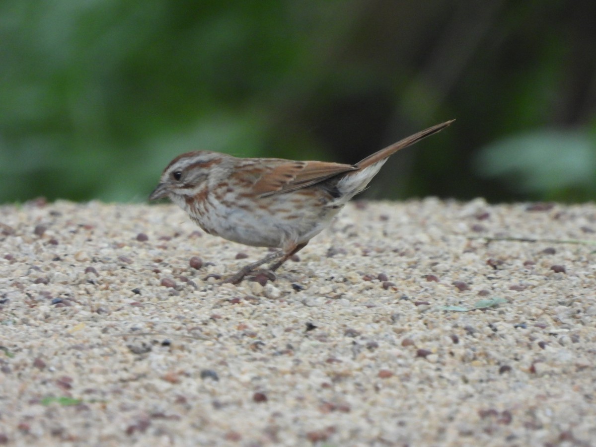 Song Sparrow (fallax Group) - ML636903222