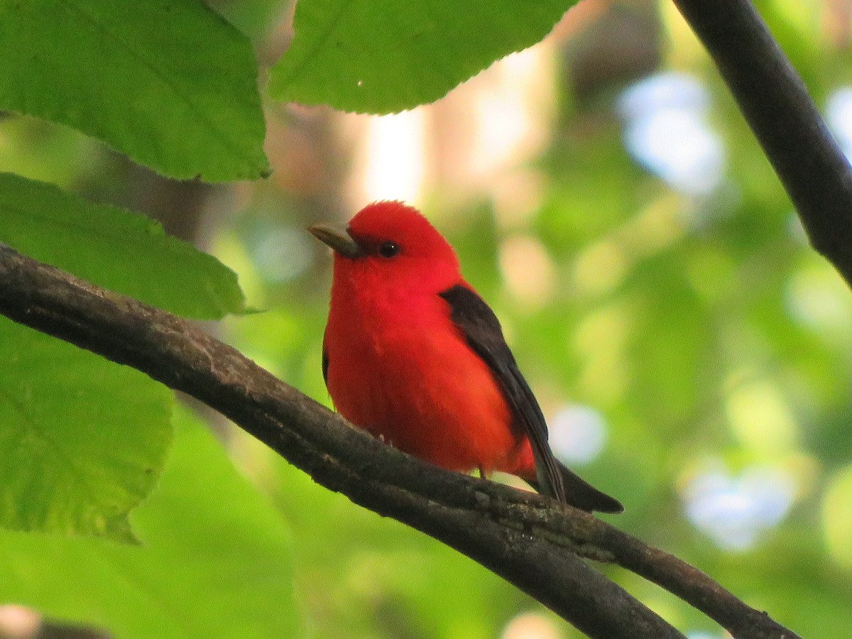 להבית ססגונית - ML636903329