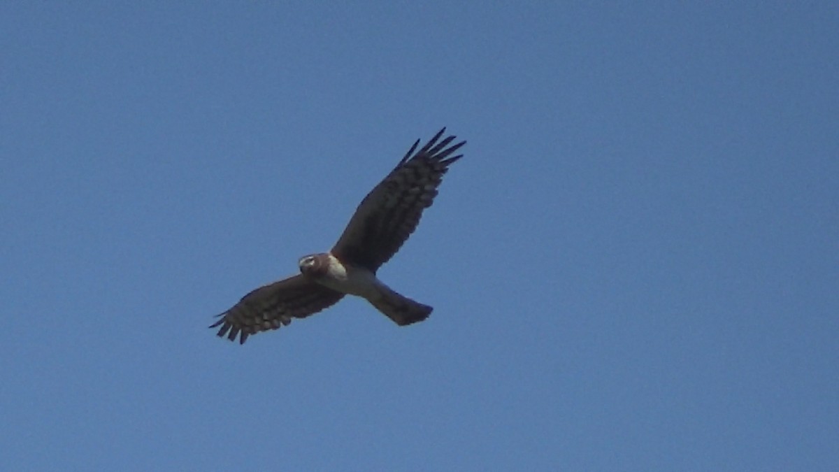 Northern Harrier - ML636903365