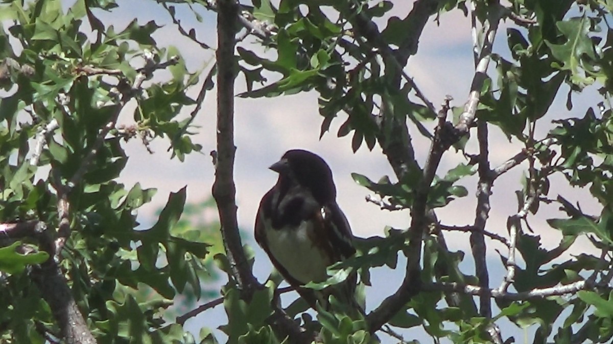 Spotted Towhee - ML636903379