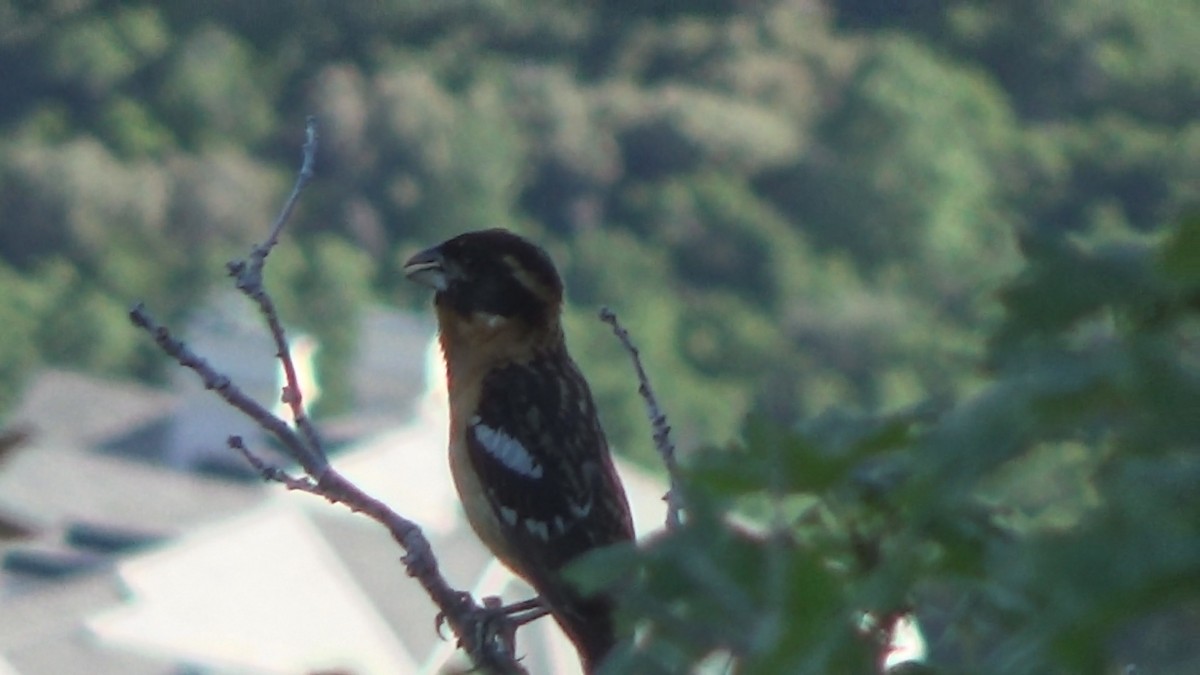 Black-headed Grosbeak - ML636903382