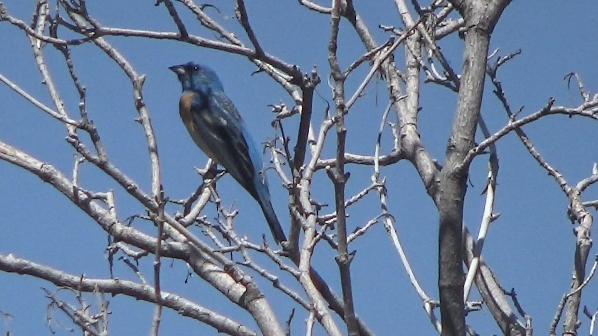 Lazuli Bunting - ML636903388