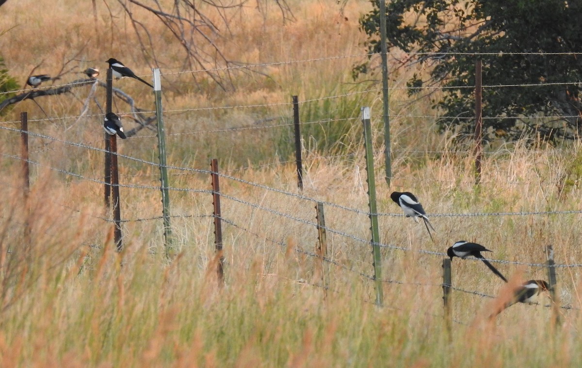 Black-billed Magpie - ML63690351