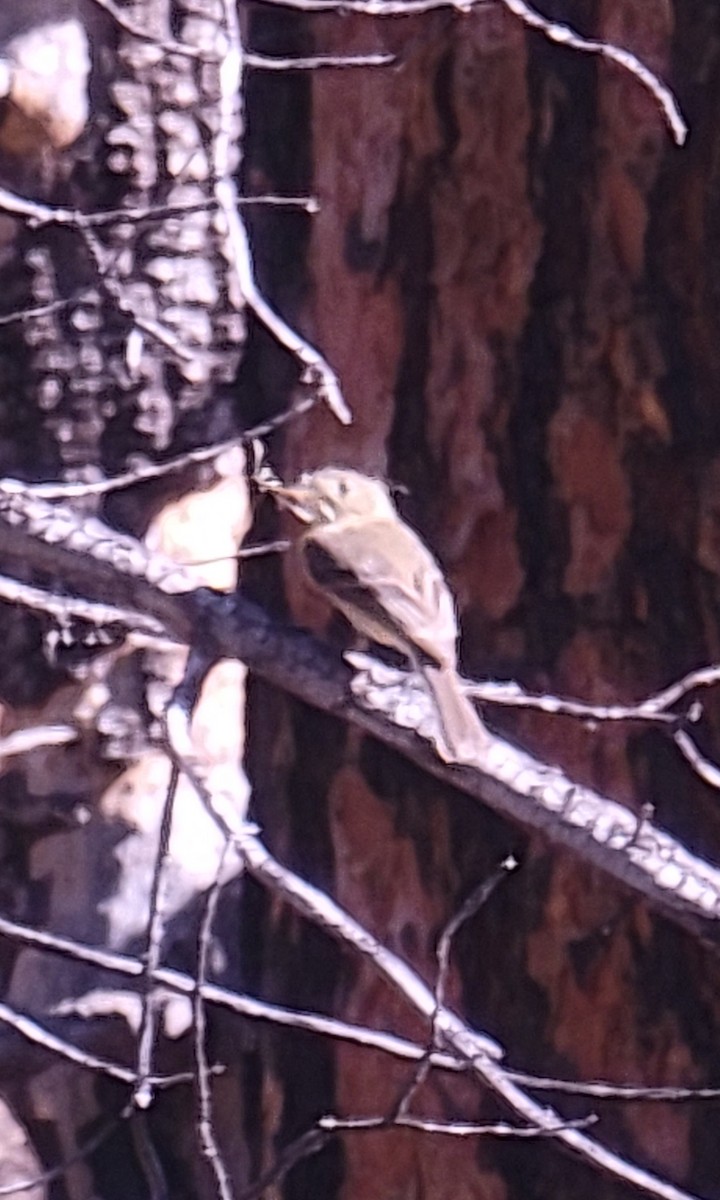Buff-breasted Flycatcher - ML636903627