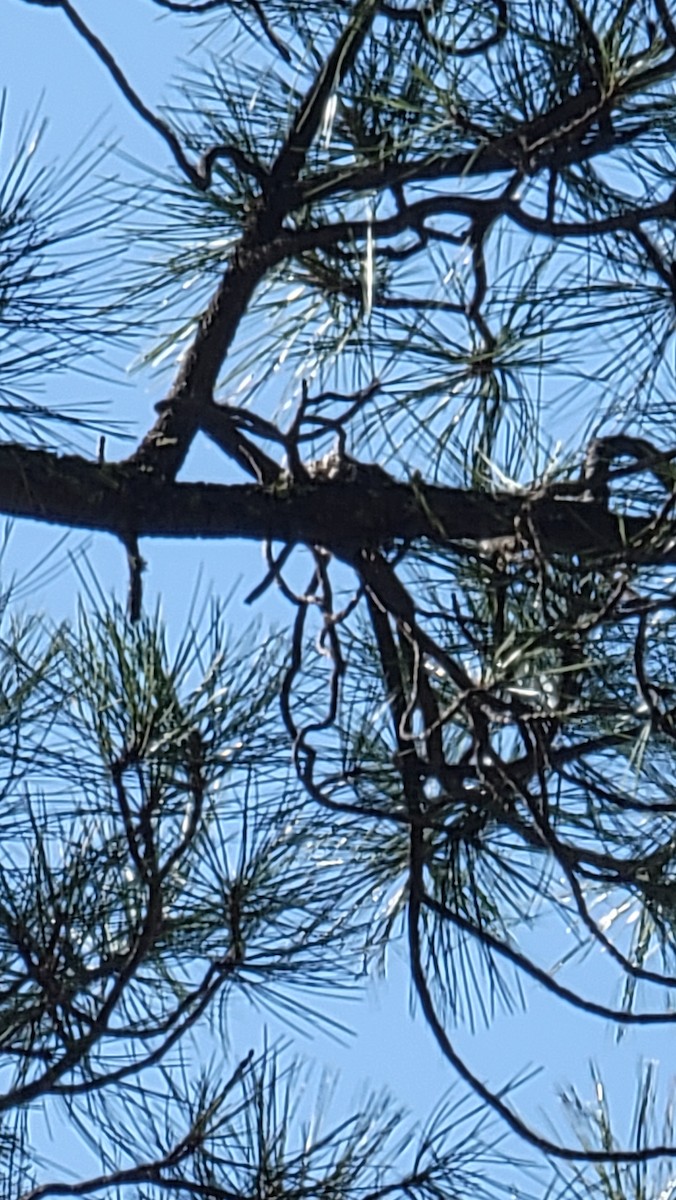 Buff-breasted Flycatcher - ML636903646