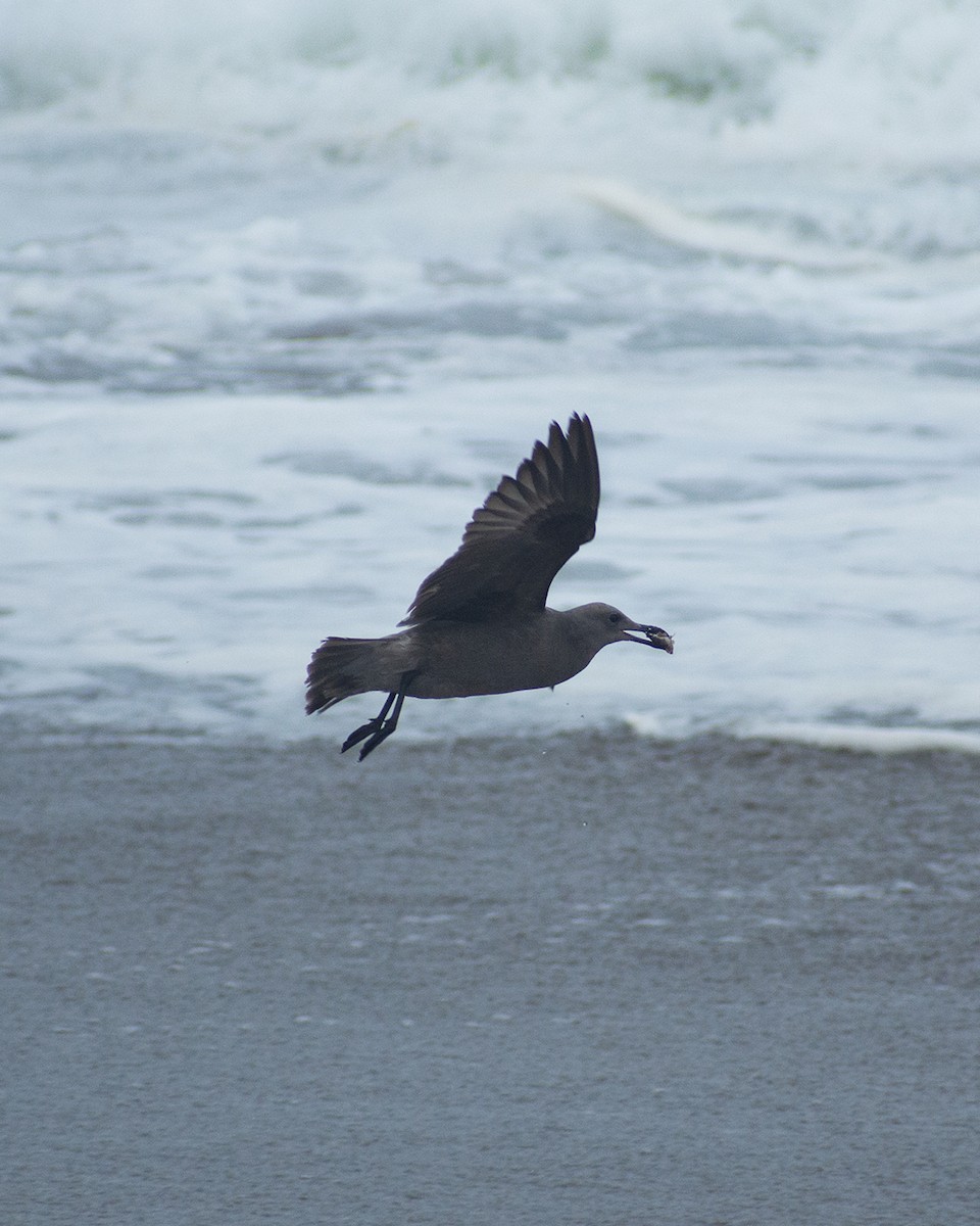 Gray Gull - ML636903696