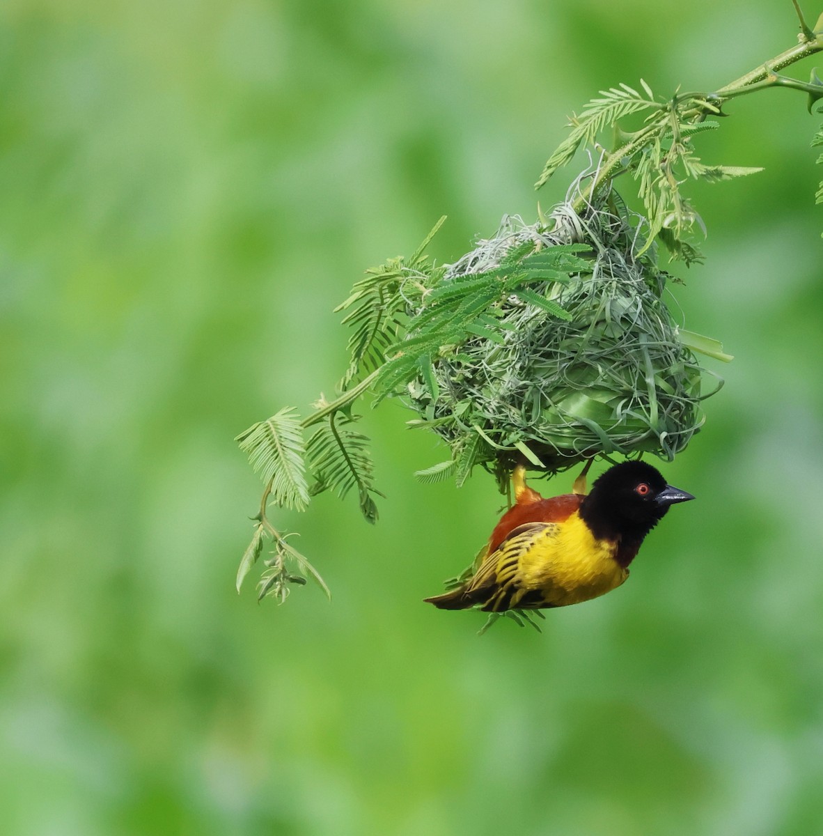 Golden-backed Weaver - ML636903815