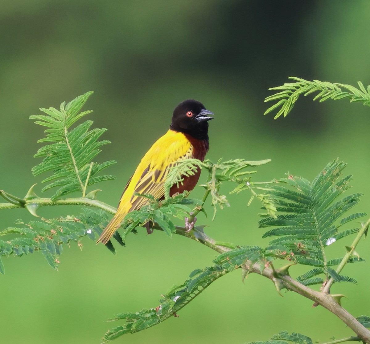 Golden-backed Weaver - ML636903816